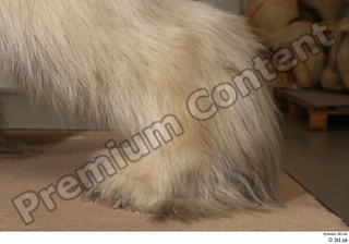 Polar bear foot 0008.jpg